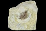 Bargain, Wide Thaleops Trilobite From Wisconsin #115085-5